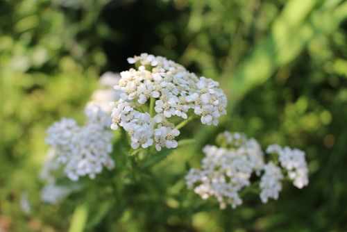 丈夫な花たち