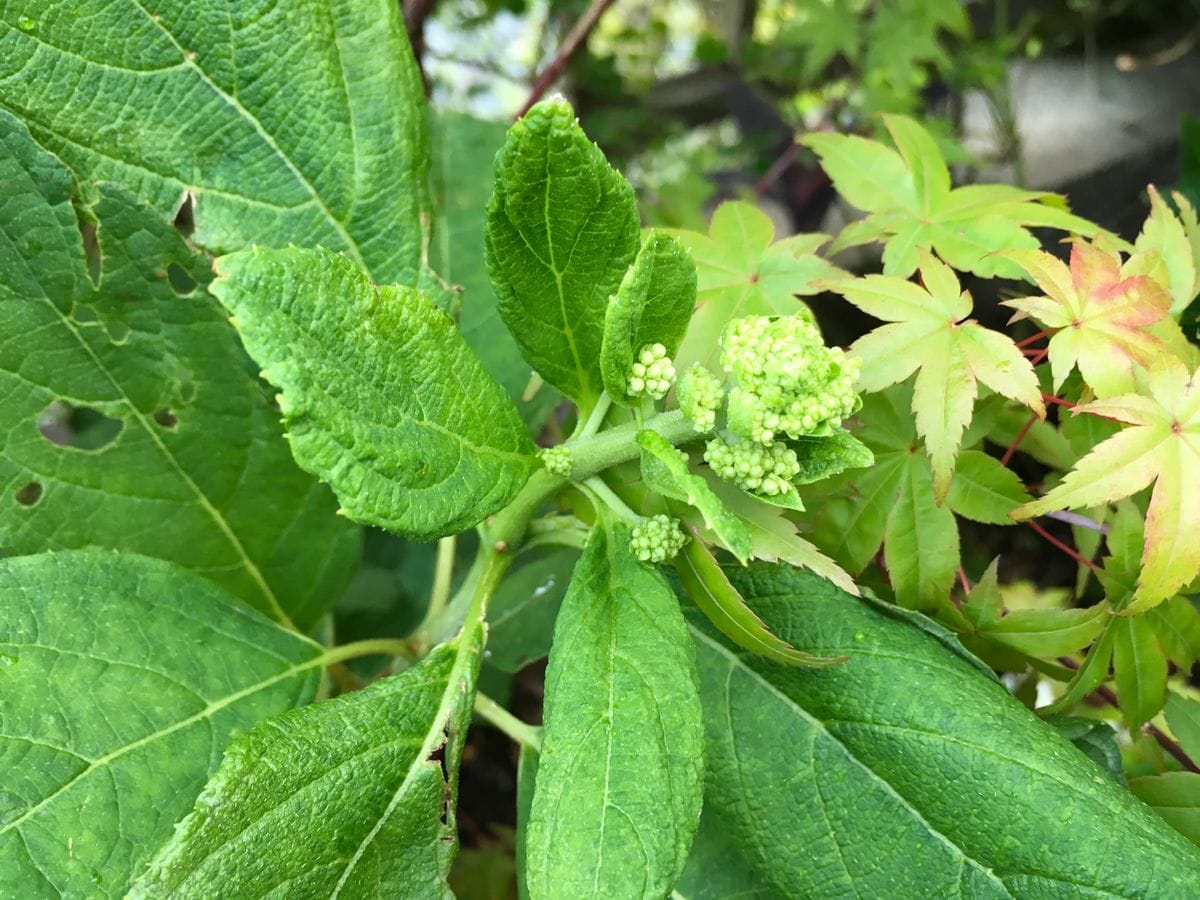 イルミネーションの二番花