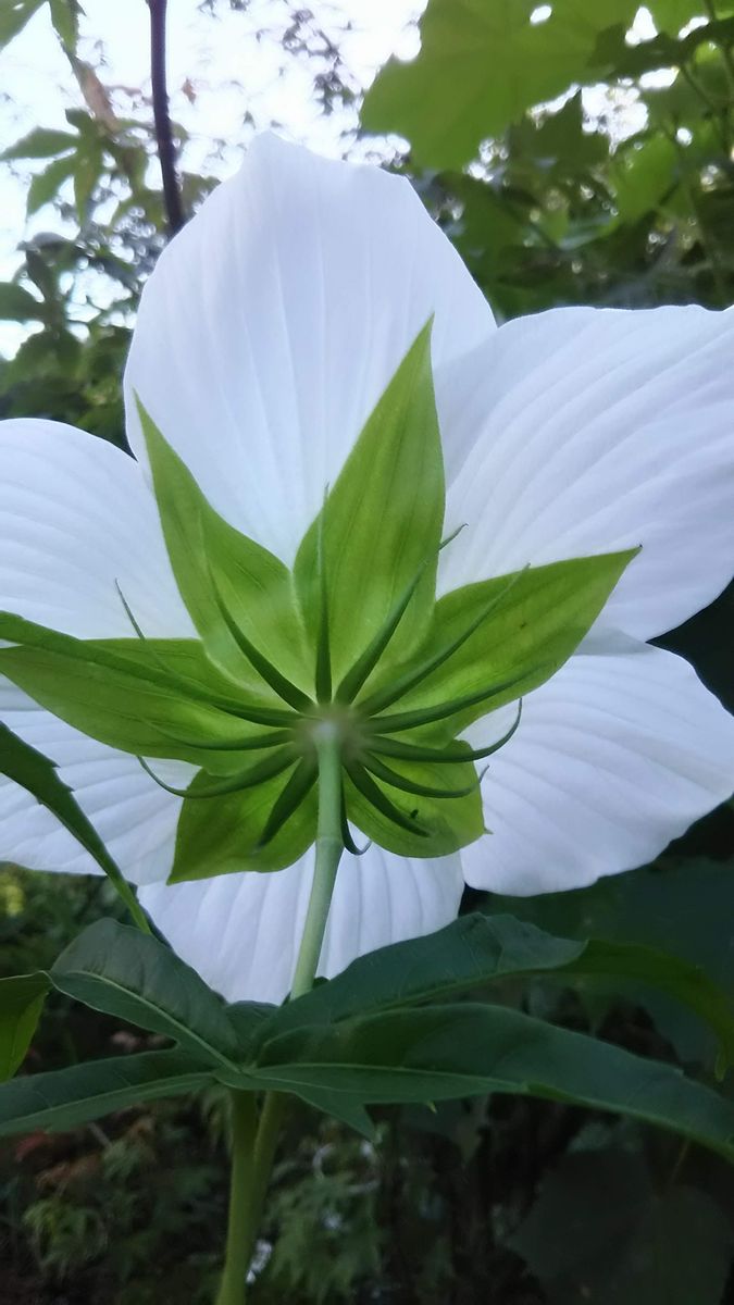 待ちきれず朝イチ！