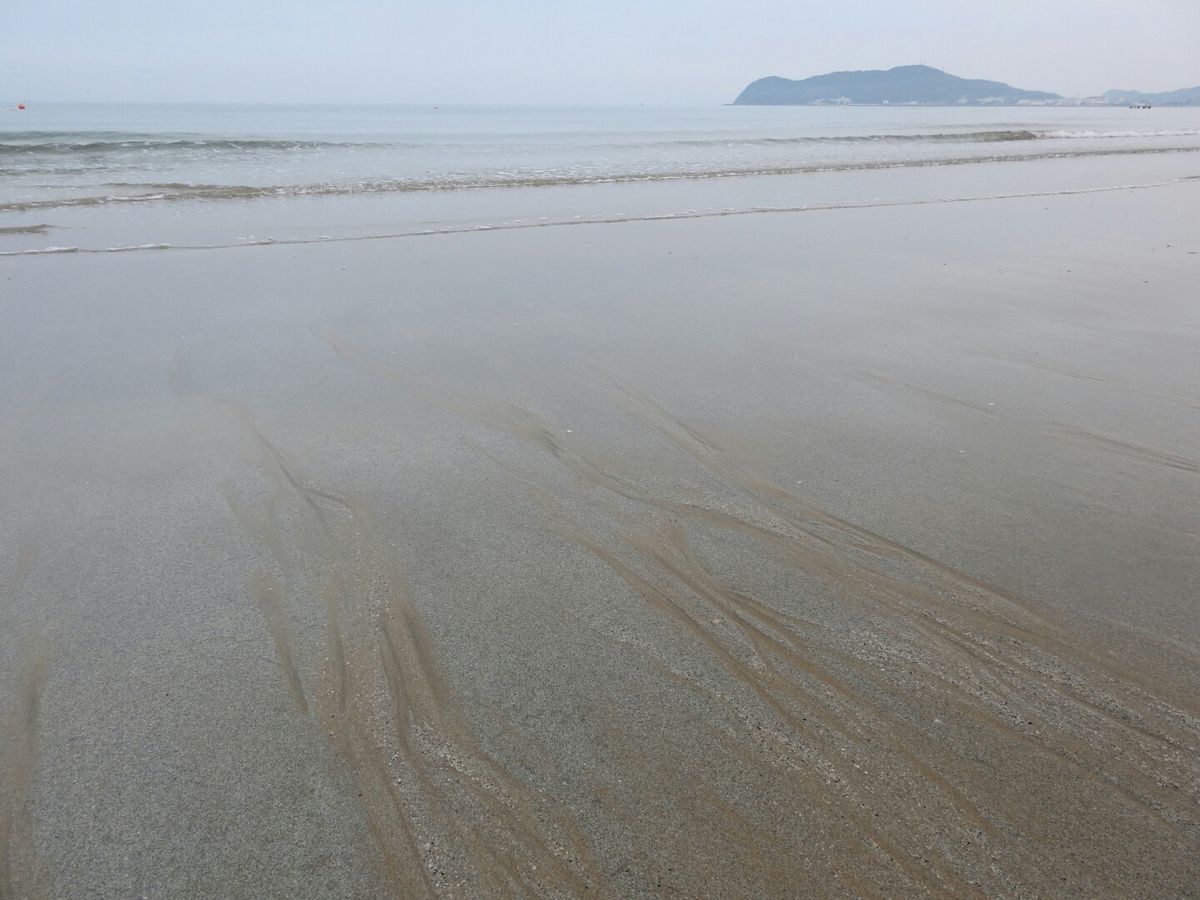 近くの海辺で浜木綿が咲いています。🌸