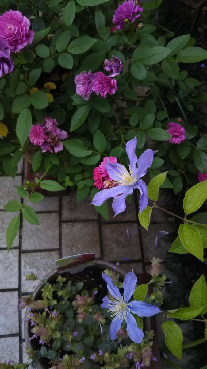 ７月の庭に咲く花🌫️切り花にしました💖