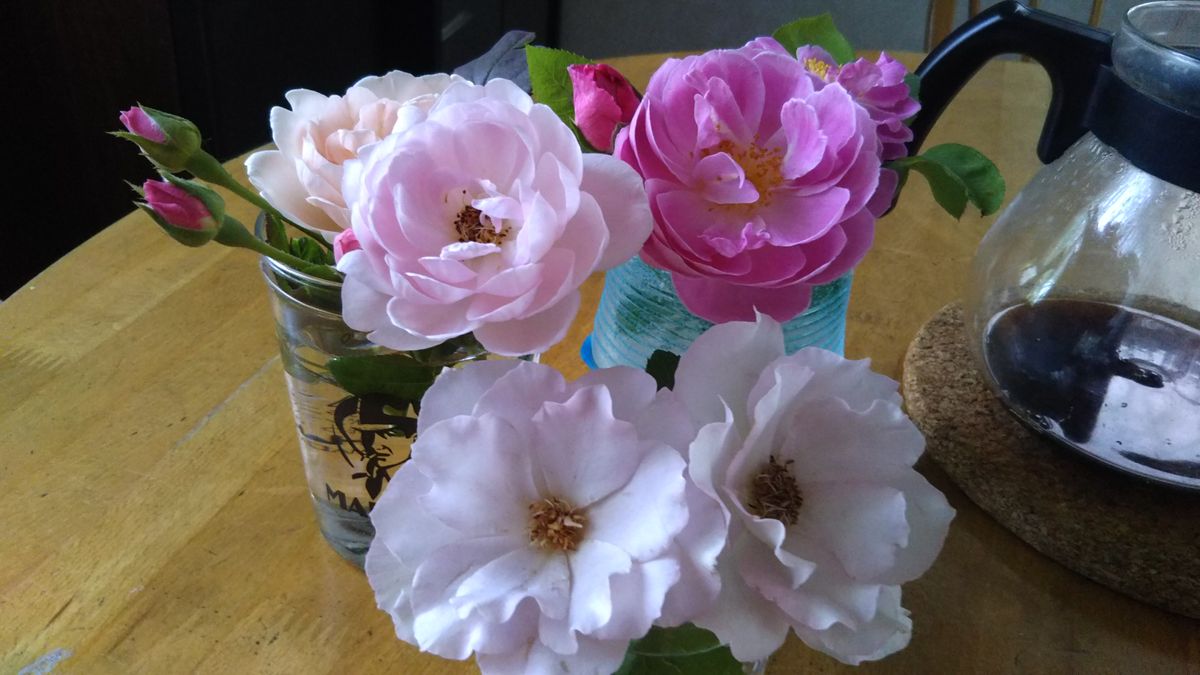 ７月の庭に咲く花🌫️切り花にしました💖