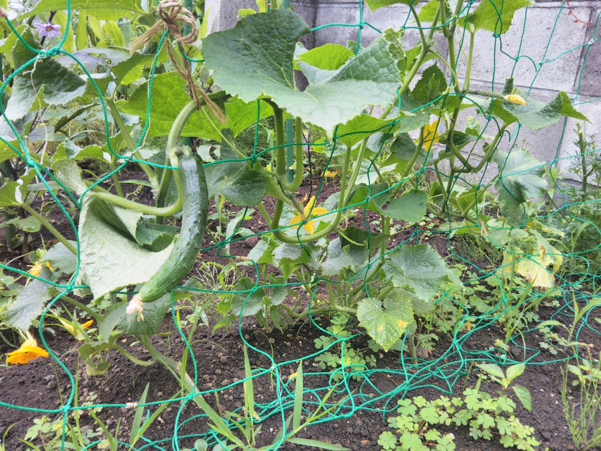 野菜のお花たち