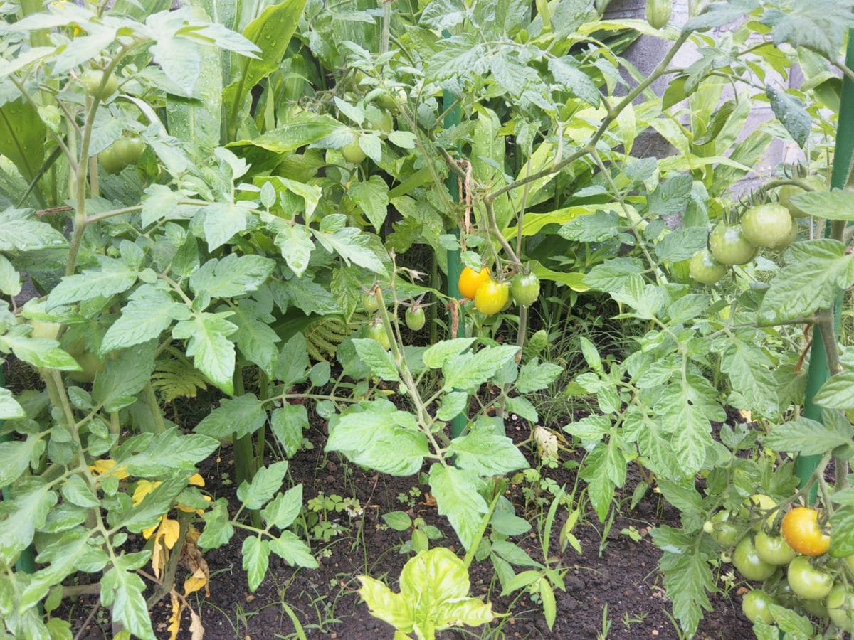 野菜のお花たち