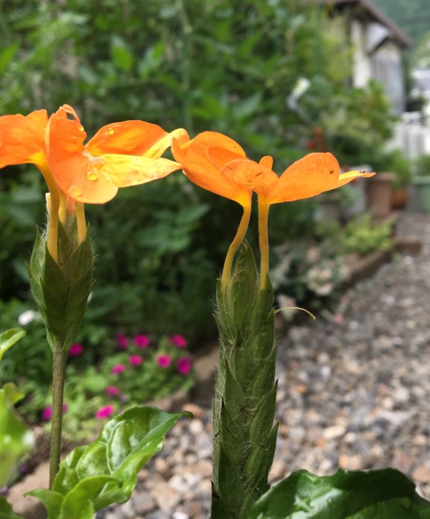 元気の出る色の花…お迎えしてしまった