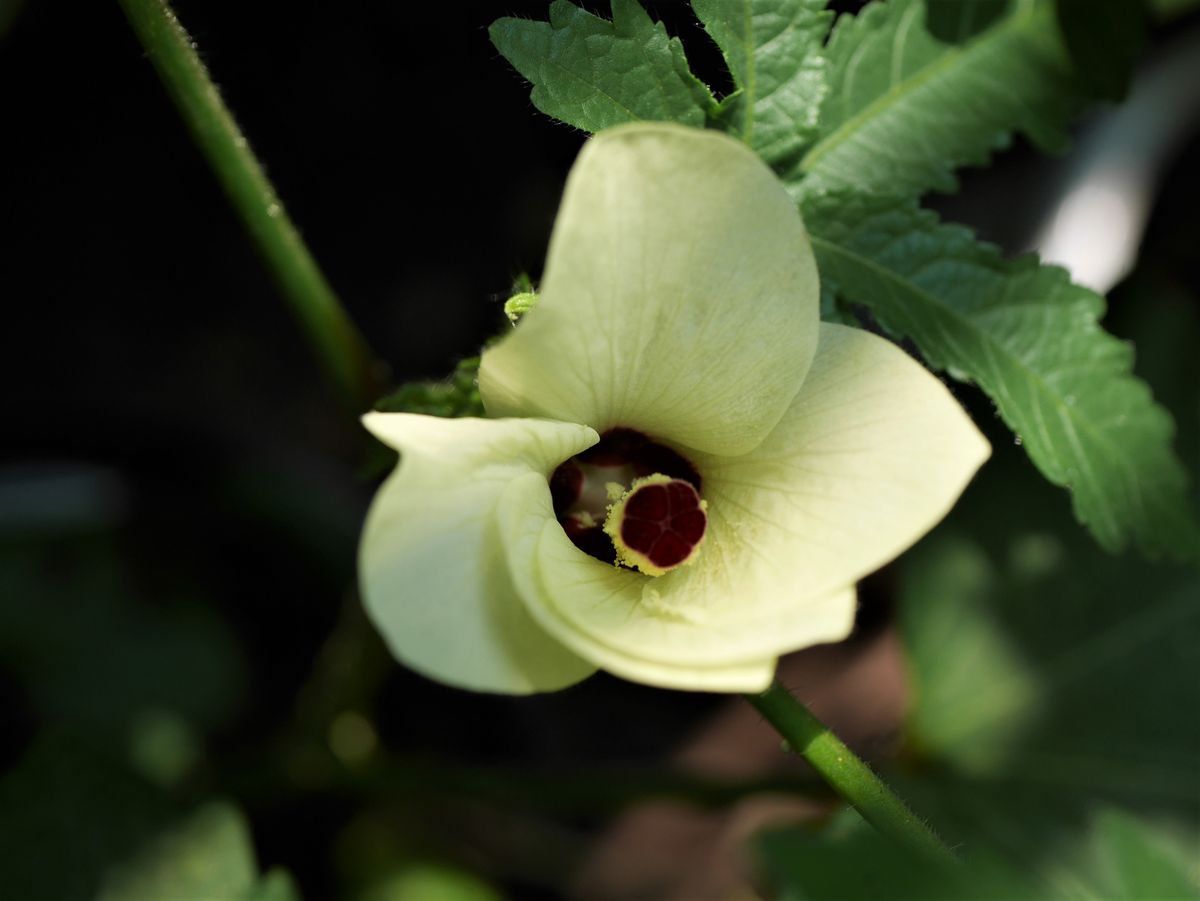 タカサゴフヨウ、オクラの花、やっとお花が (#^.^#)