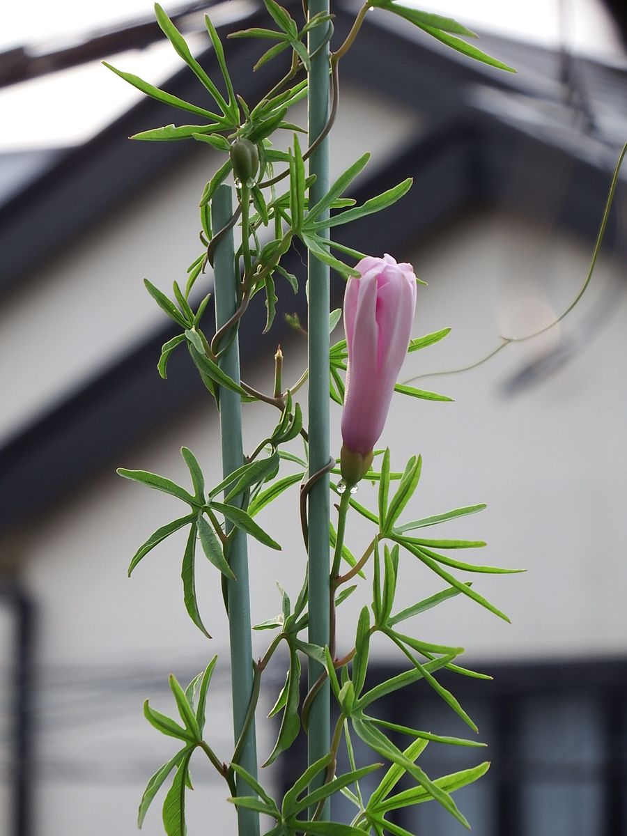 Ipomoea platensis(イポメア　プラテンシス)