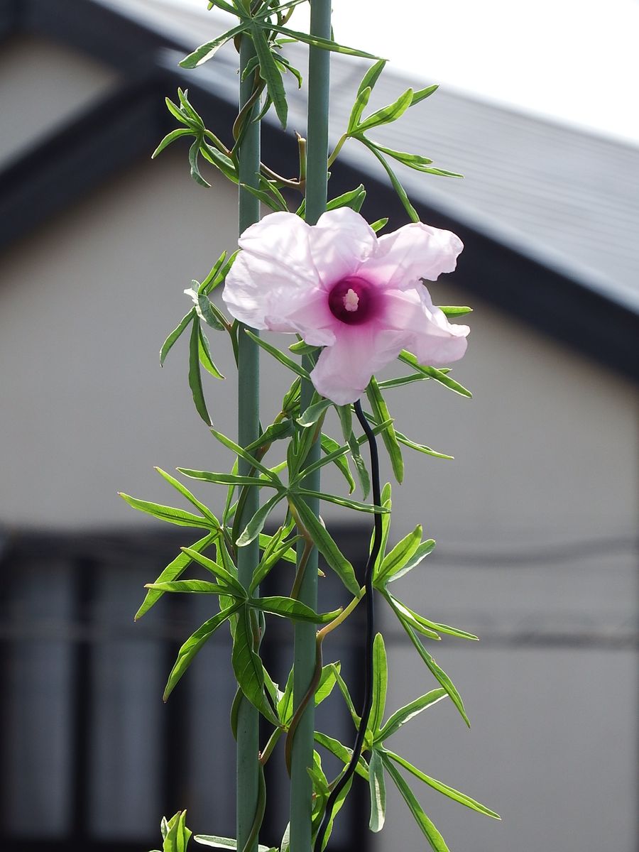 Ipomoea platensis(イポメア　プラテンシス)