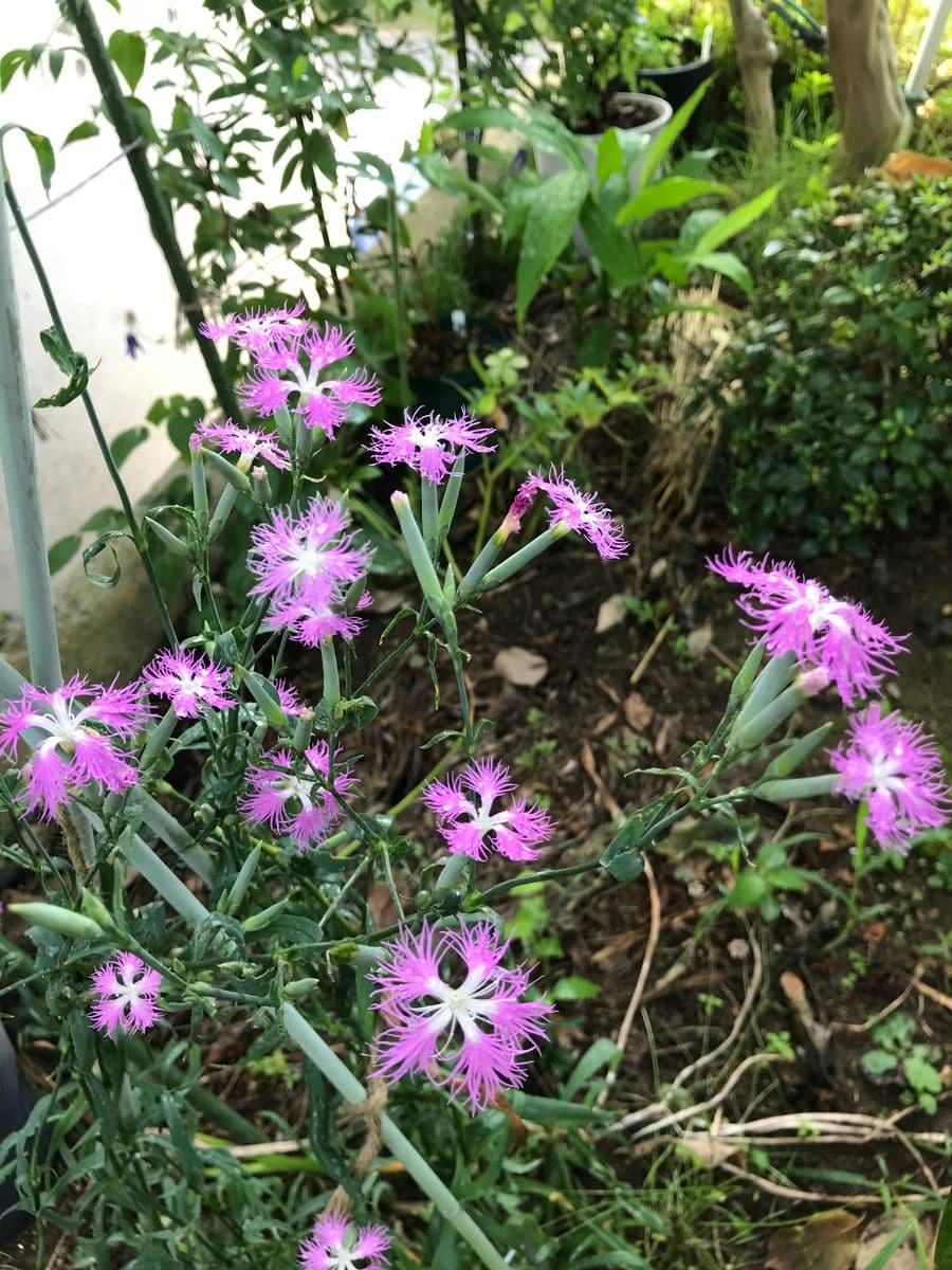 涼し気なお花はどれ？①