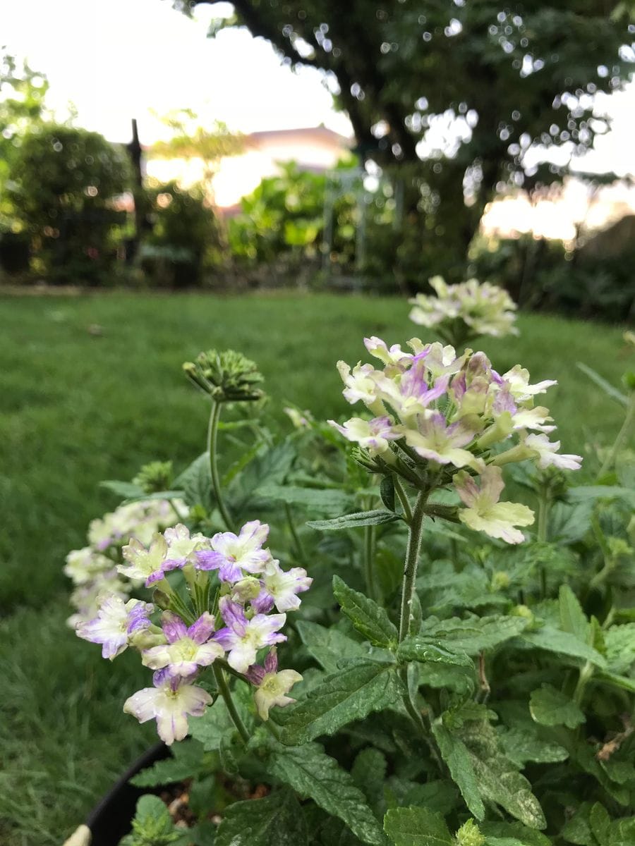 涼し気なお花はどれ？②