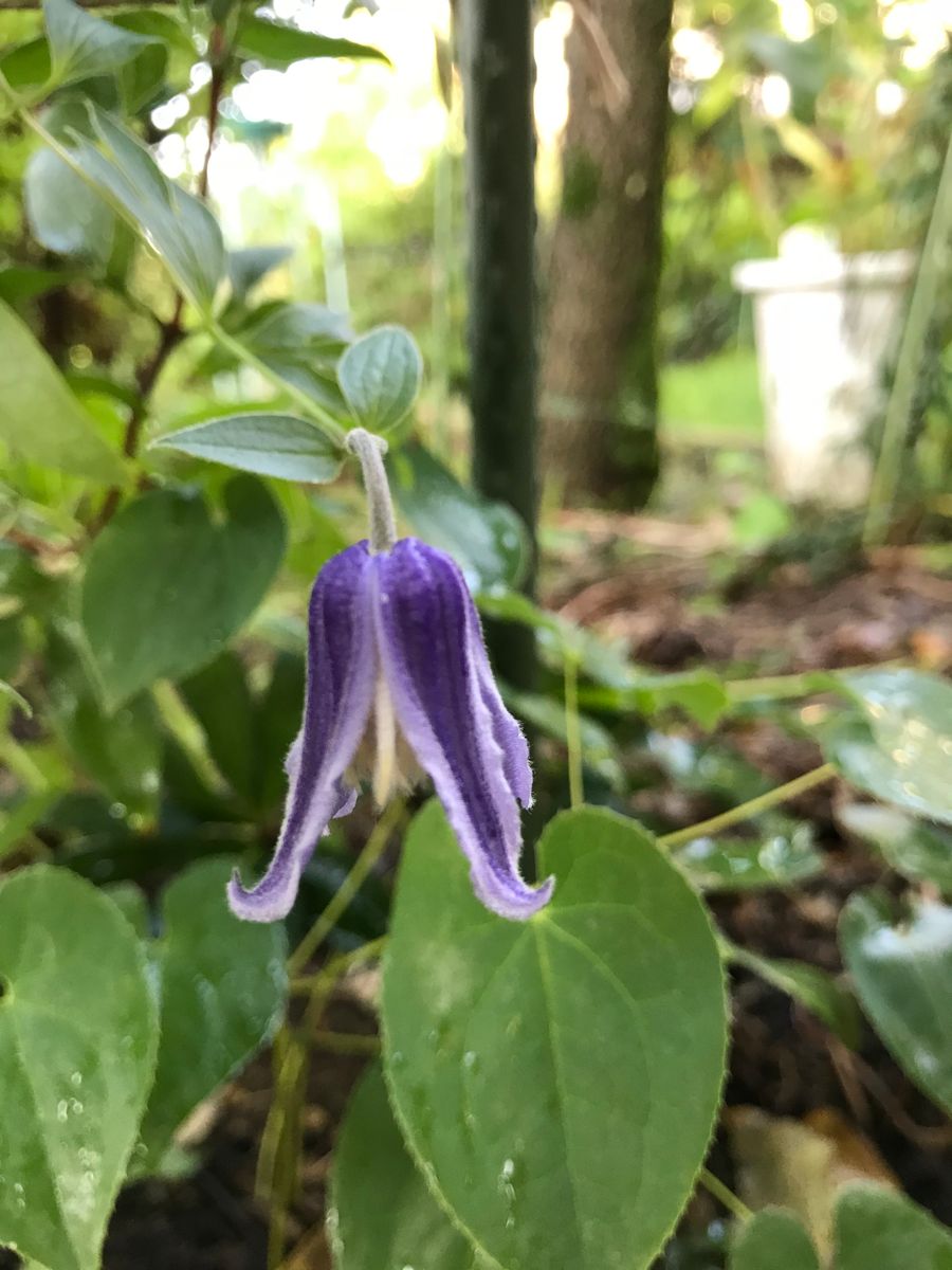 涼し気なお花はどれ？②