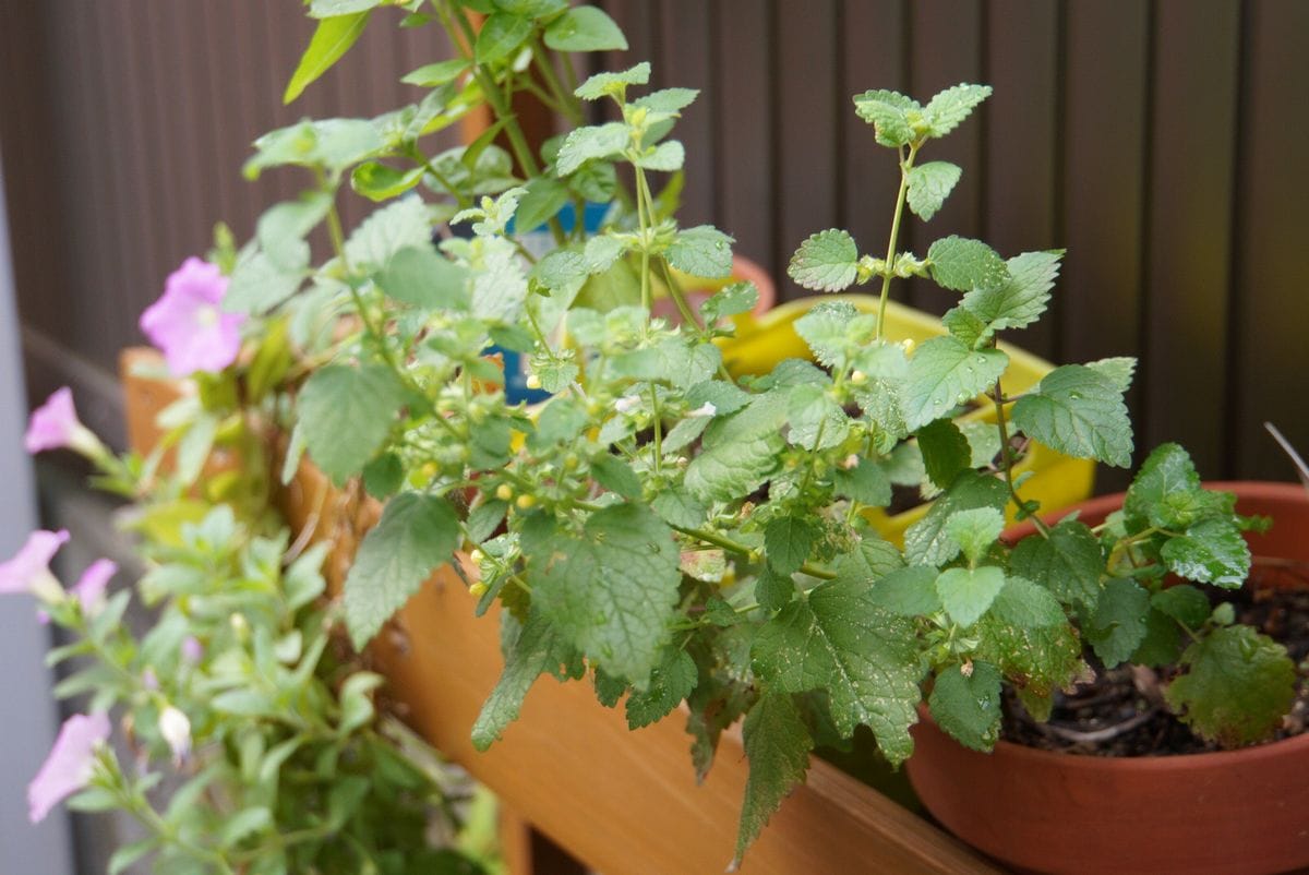 レモンバームの花