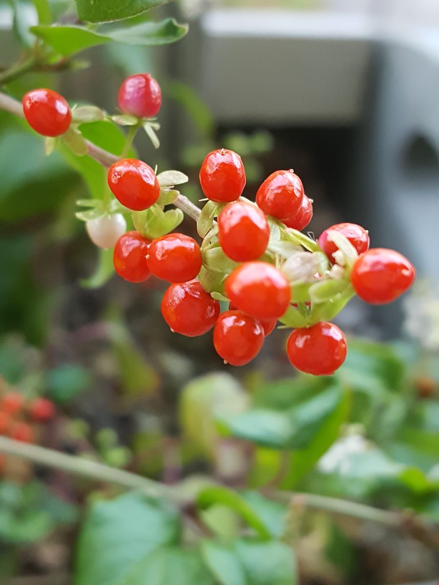 ふくおかルーバルガーデン2～夏の🌺庭便り😃台風に負けなかった実❗