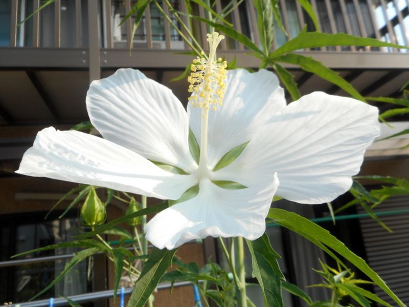 白花モミジアオイが咲きました💕