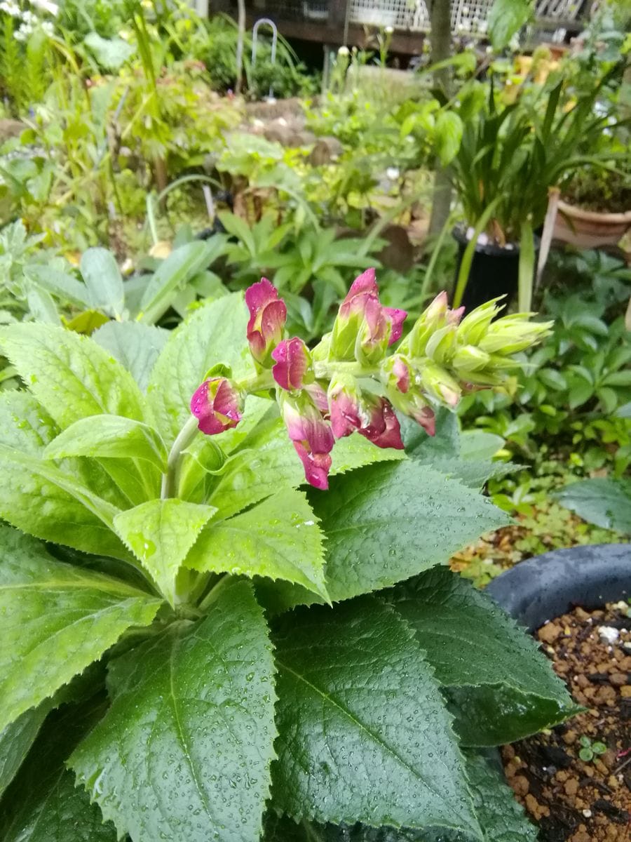 ジキタリスの花が咲くまで┉