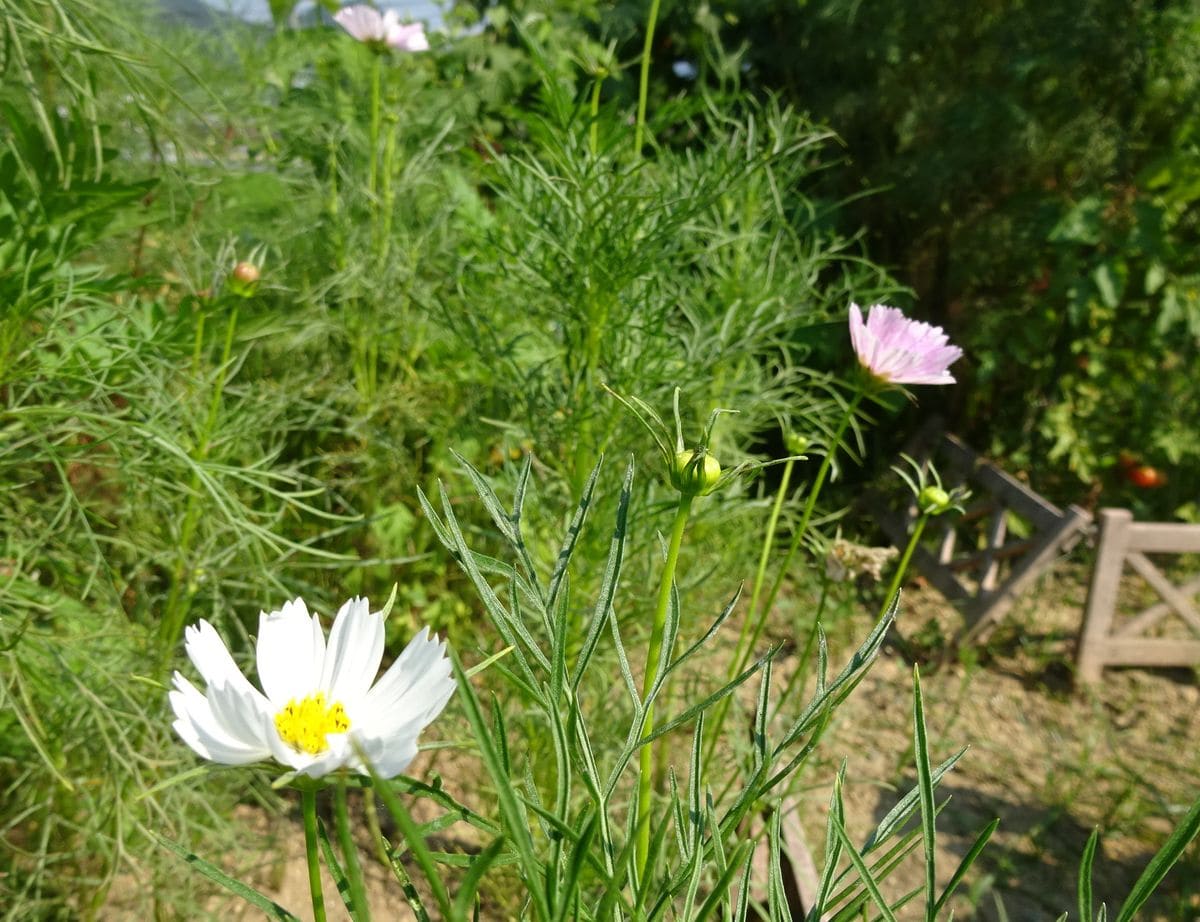 遮熱効果・・・あり