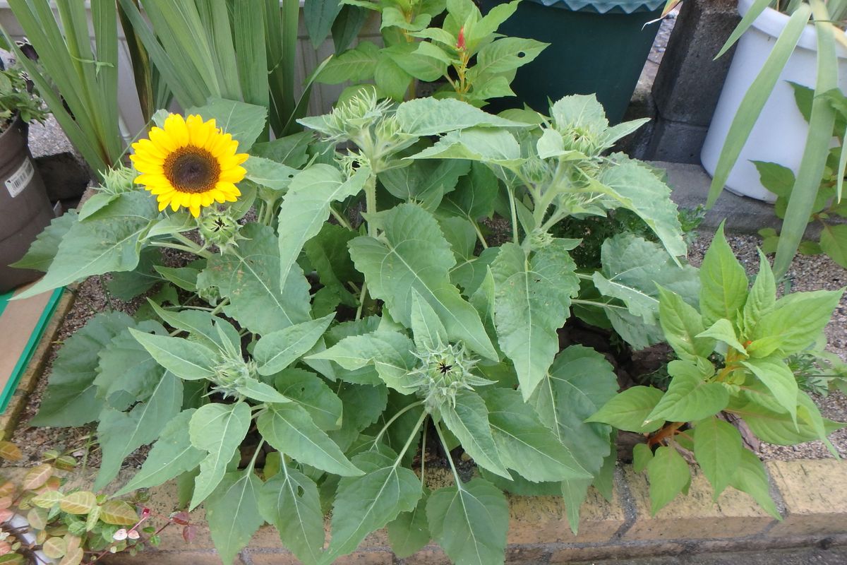 今日のお花たち（ヒマワリ・ユリ）