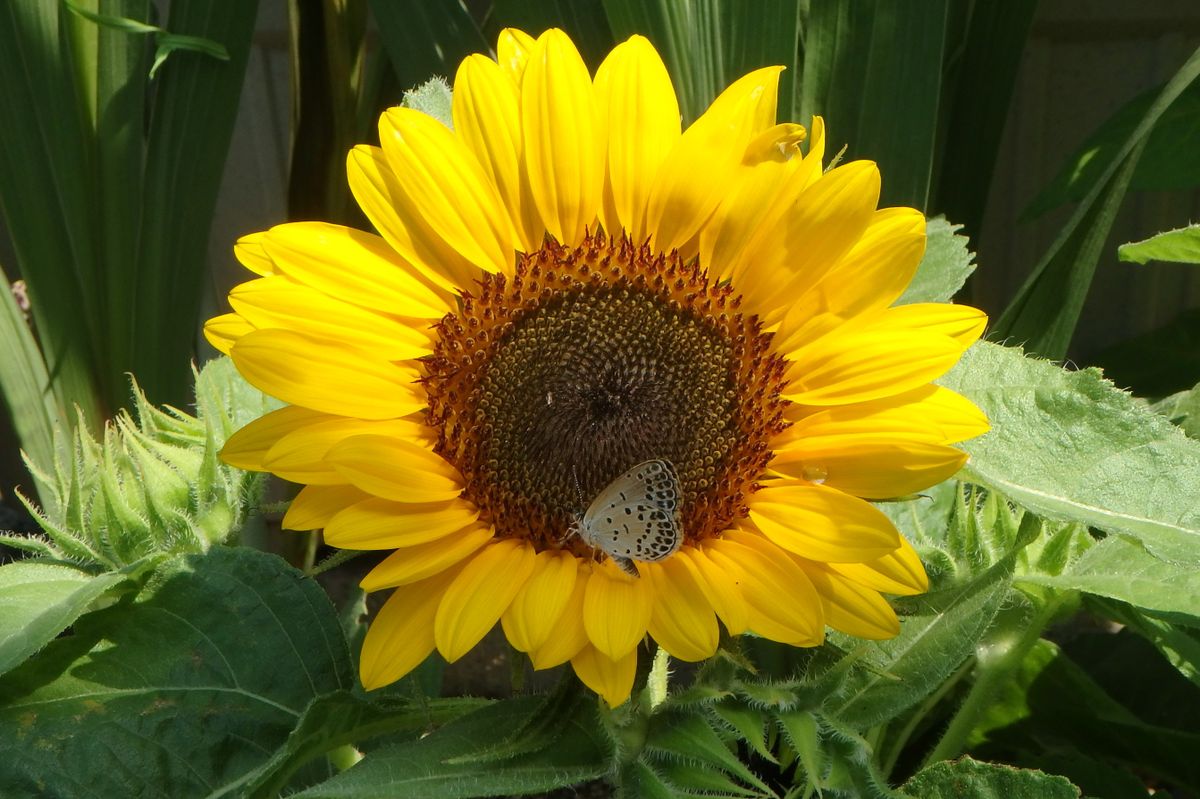 今日のお花たち（ヒマワリ・ユリ）