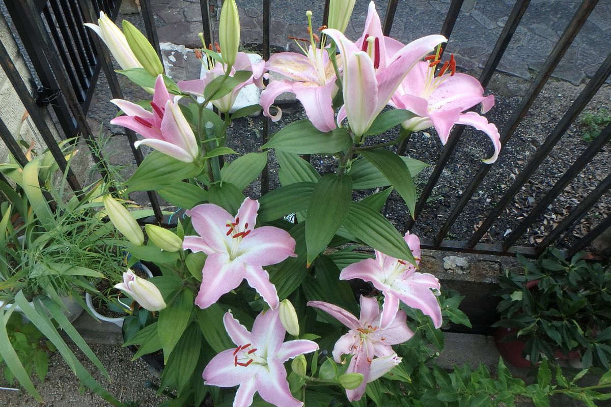 今日のお花たち（ヒマワリ・ユリ）