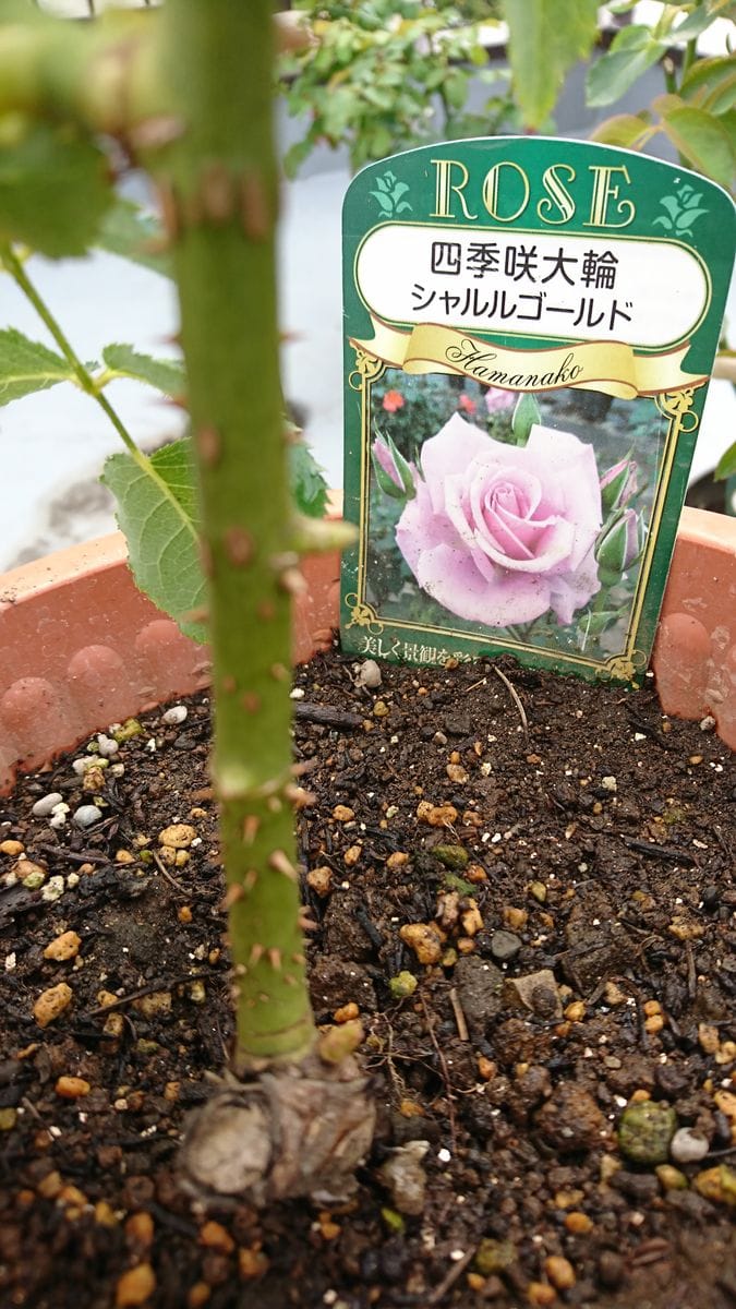 薔薇に