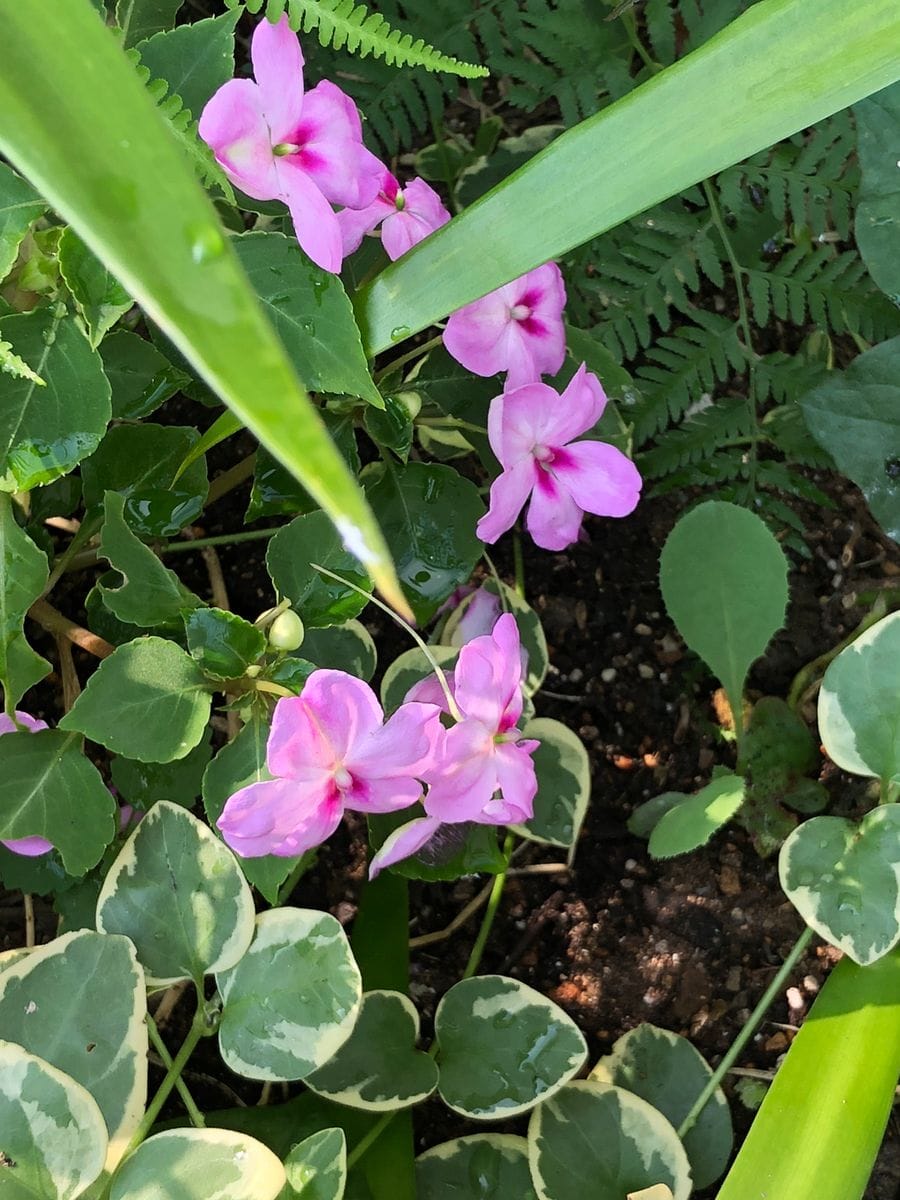 アップする花が同じになってしまいそう！