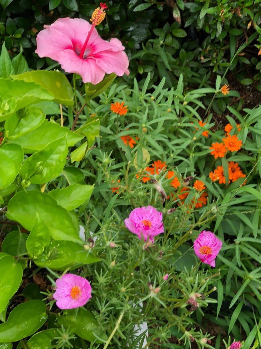 アップする花が同じになってしまいそう！