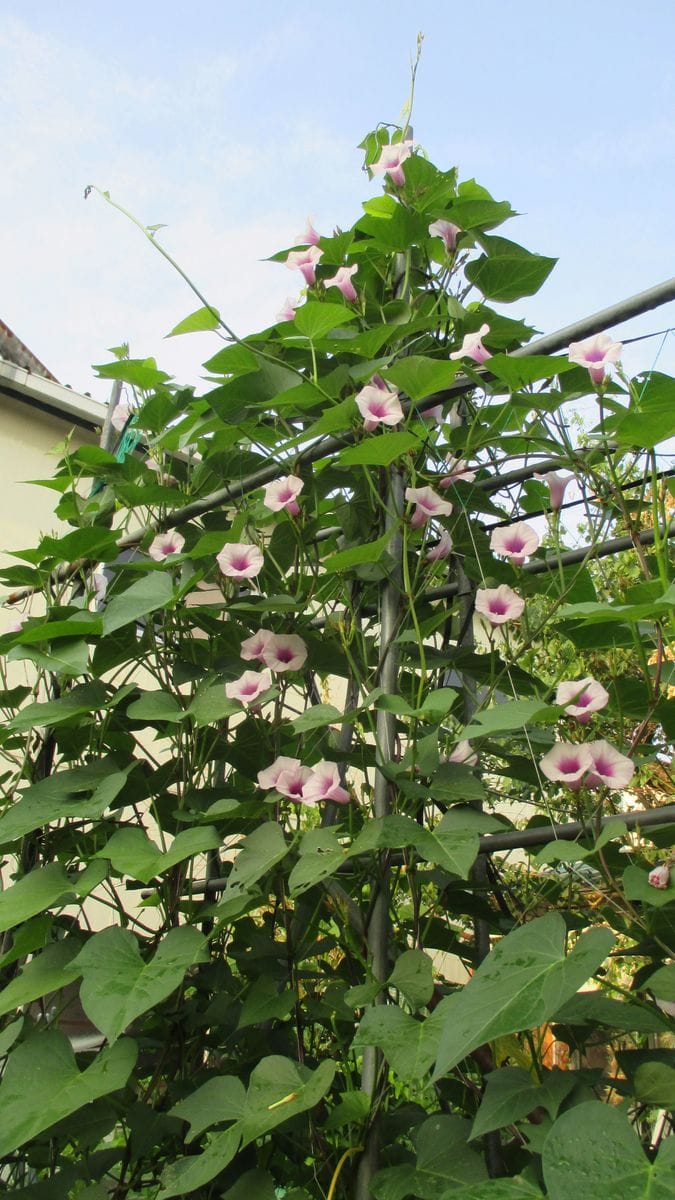 新規植物の巻蔓性紫さつま芋の壁