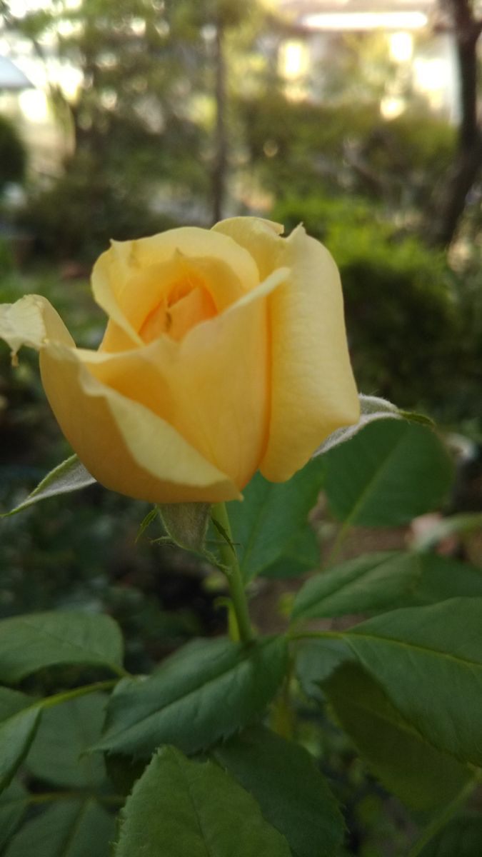 ７月の庭に咲く花🌫️ミョウガの収穫🌱