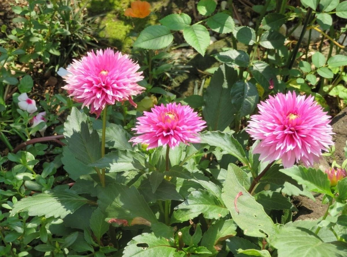 🌻暑い日の花たちは🌻