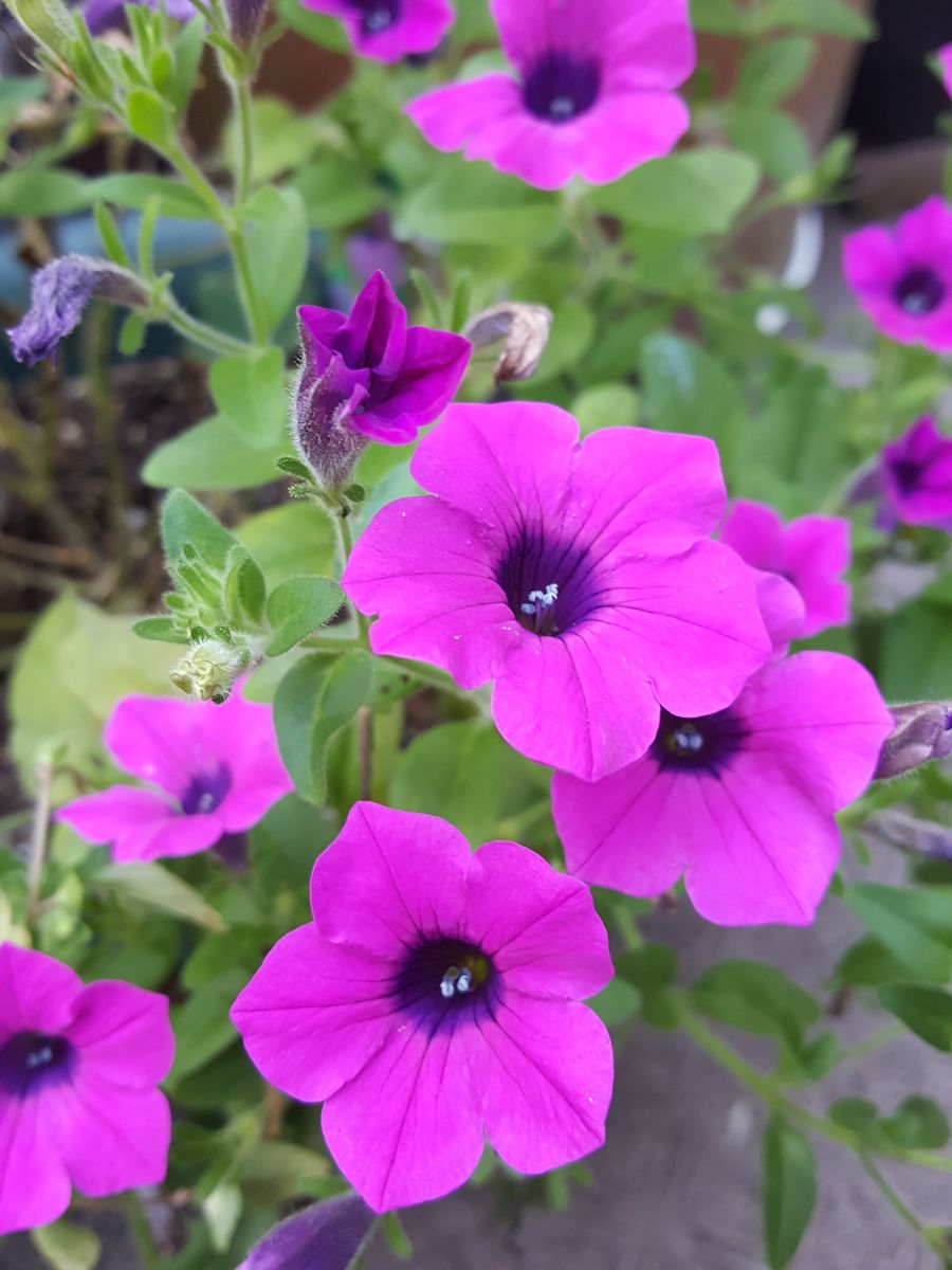 ふくおかルーバルガーデン2～夏の🌺庭便り😃