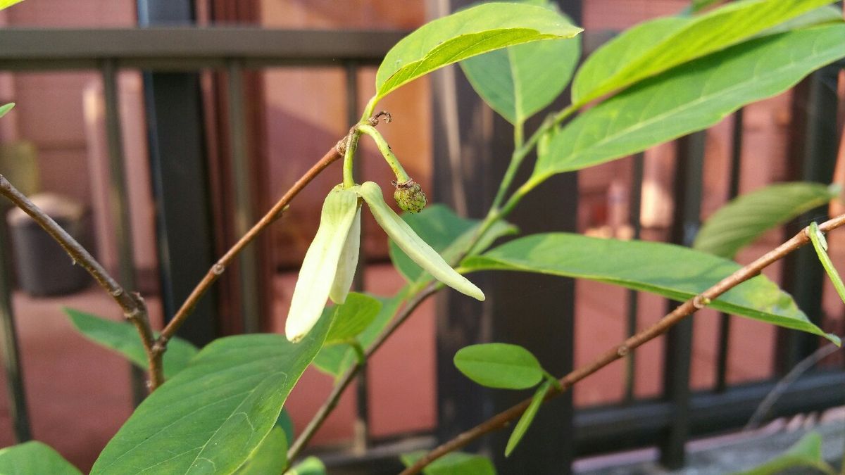 アテモヤの花