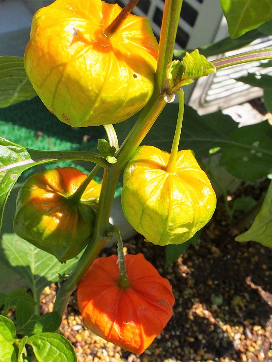 万両の花とホオズキ