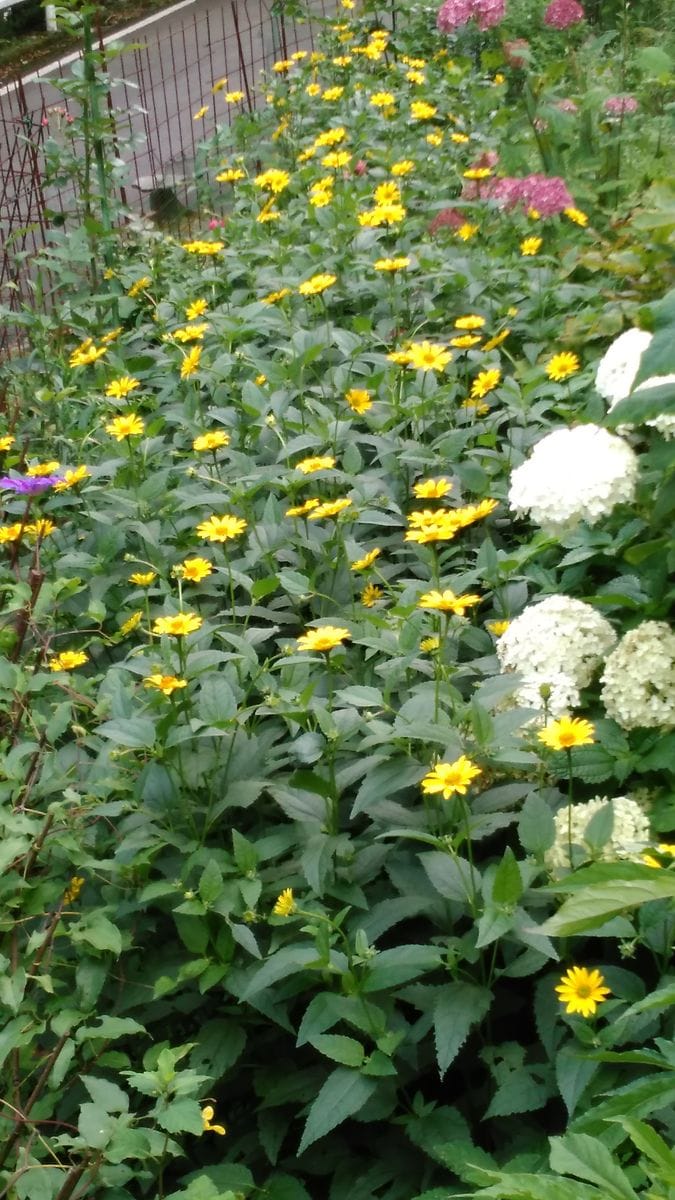 アジサイ　コンペイトウ咲きましたよ🌻