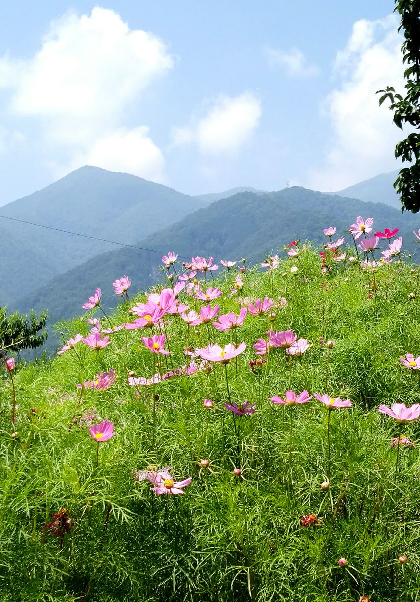 🌺ヤマユリ🌺咲いた💕