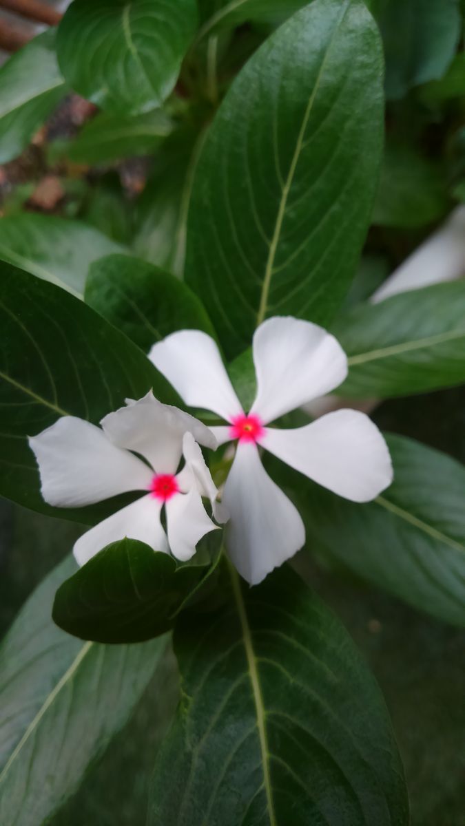 ☆夏を頑張るお花たち☆