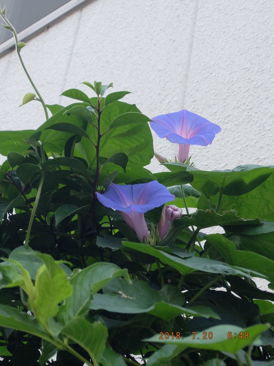 ノボタンの開花