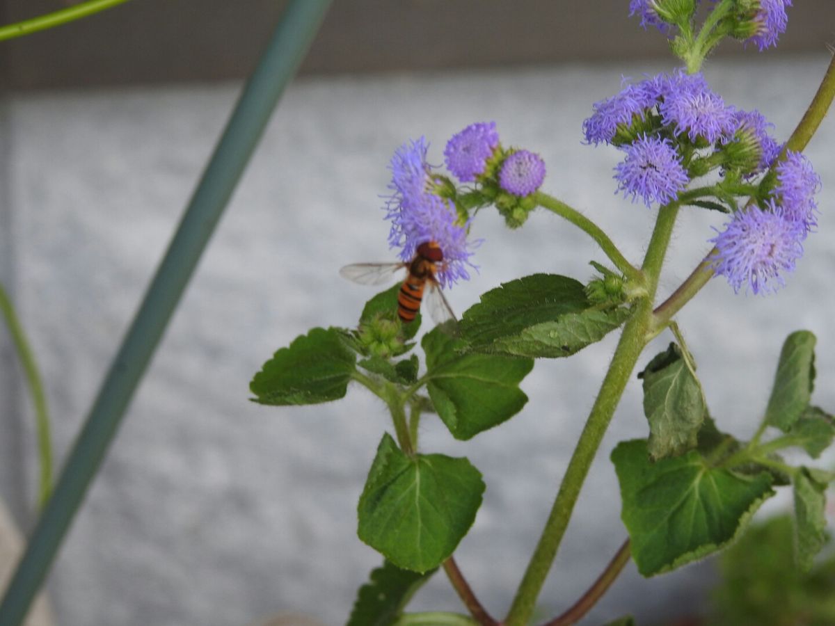 蜂🐝またいました。