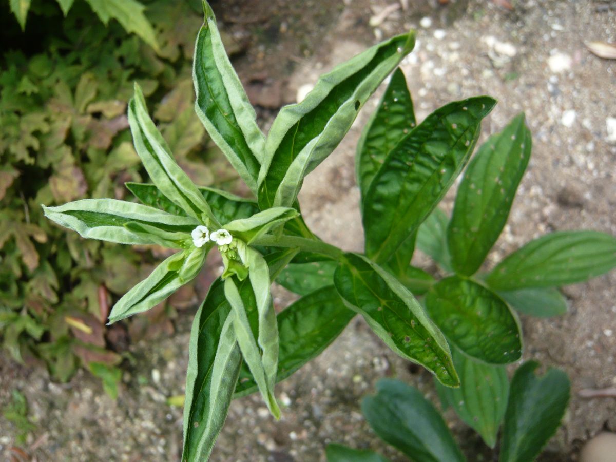 ムラサキの花