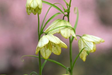 【植物図鑑】ゲウムなど12種類の植物情報追加