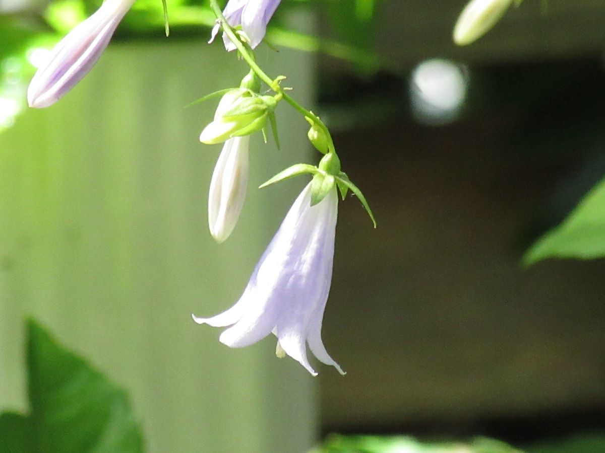 由愛(ゆめ)の花日記♪