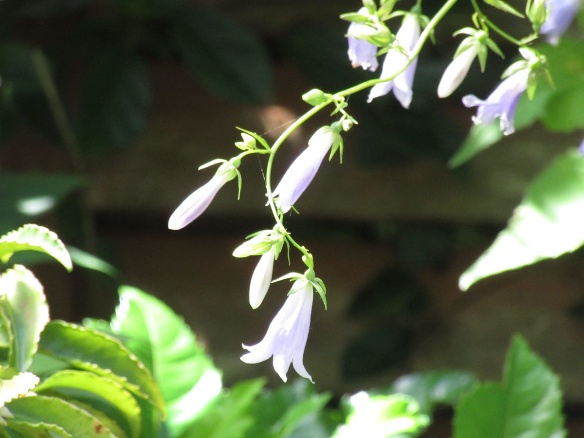 由愛(ゆめ)の花日記♪