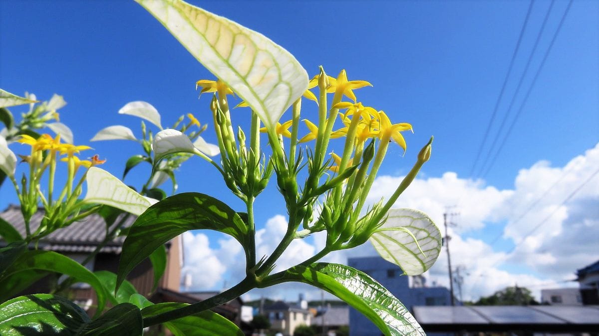 暑い夏 大好き！！！コンロンカ