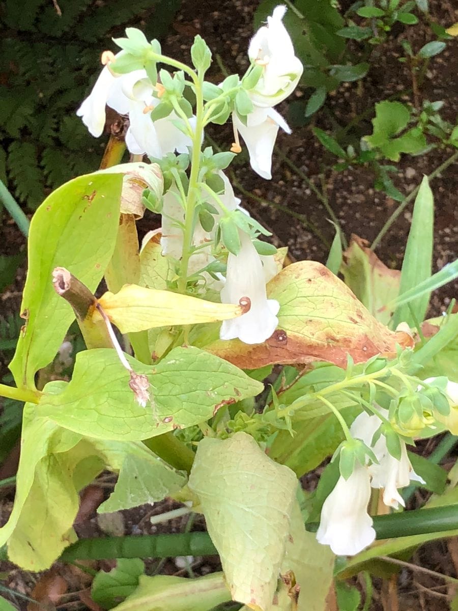 ヨレヨレのボロボロ？自分ではありません花です。