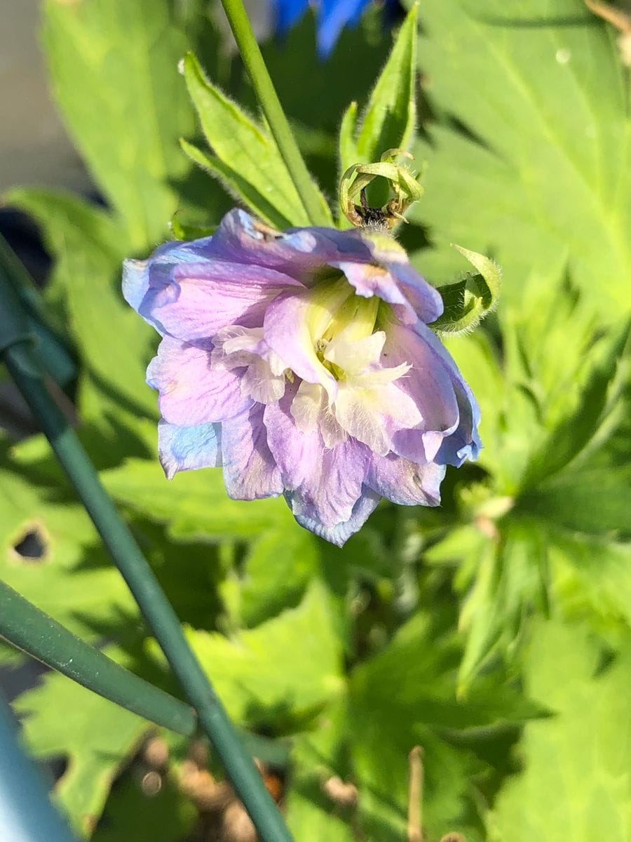 ヨレヨレのボロボロ？自分ではありません花です。