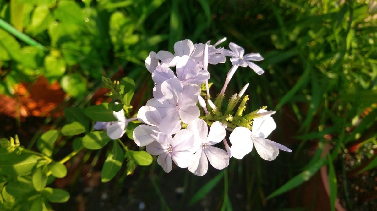 毬状に咲く花たち