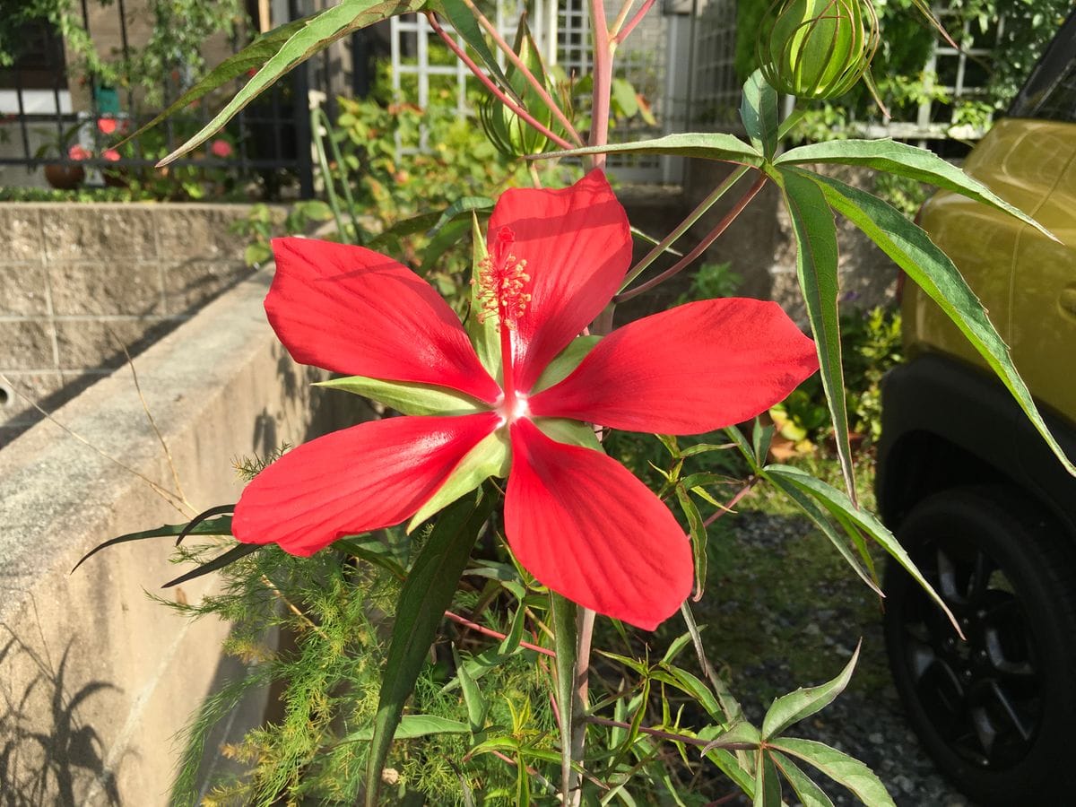 二年三ヶ月かかった初花