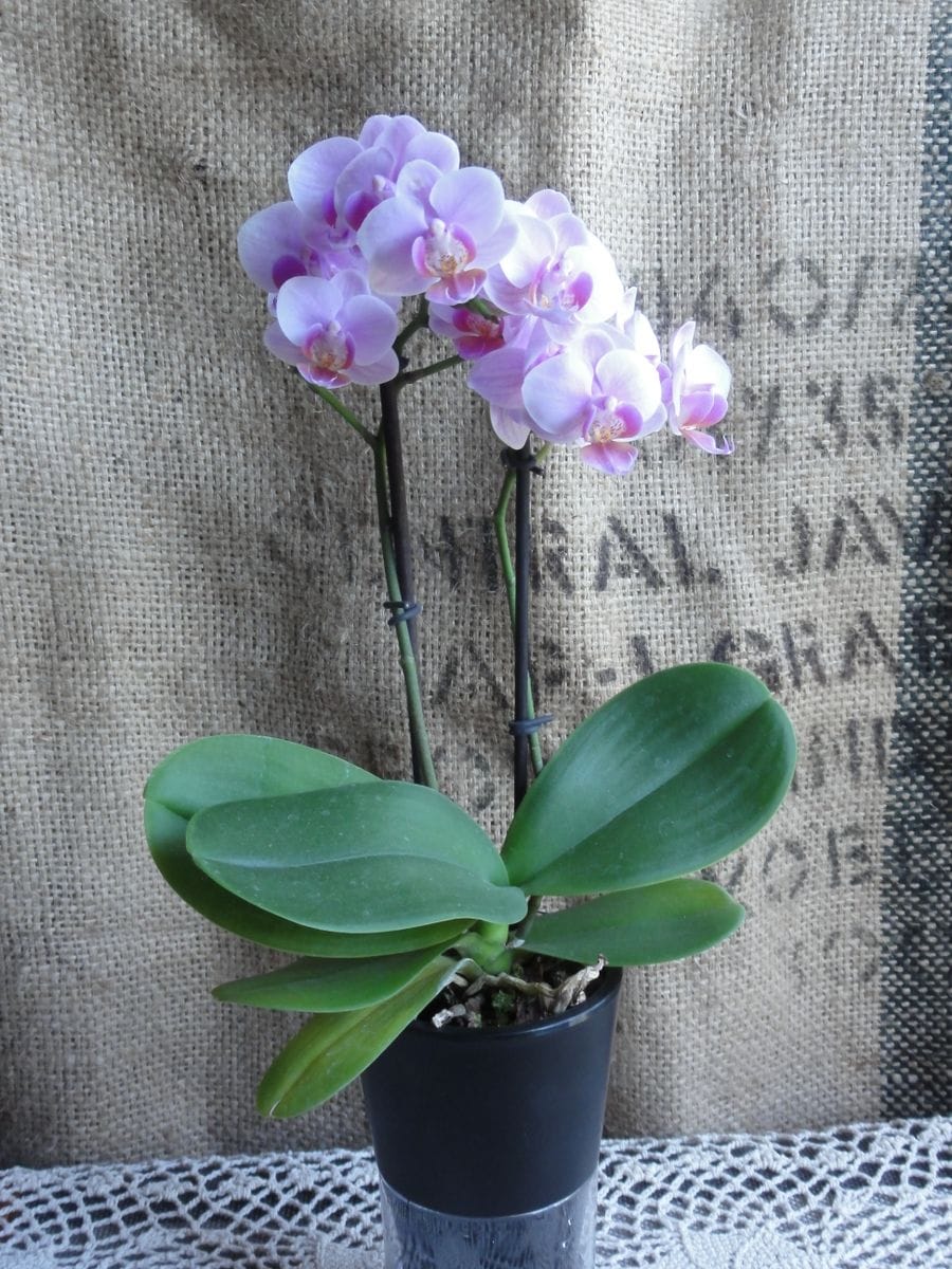 Phal.Cocoro ミディ胡蝶蘭