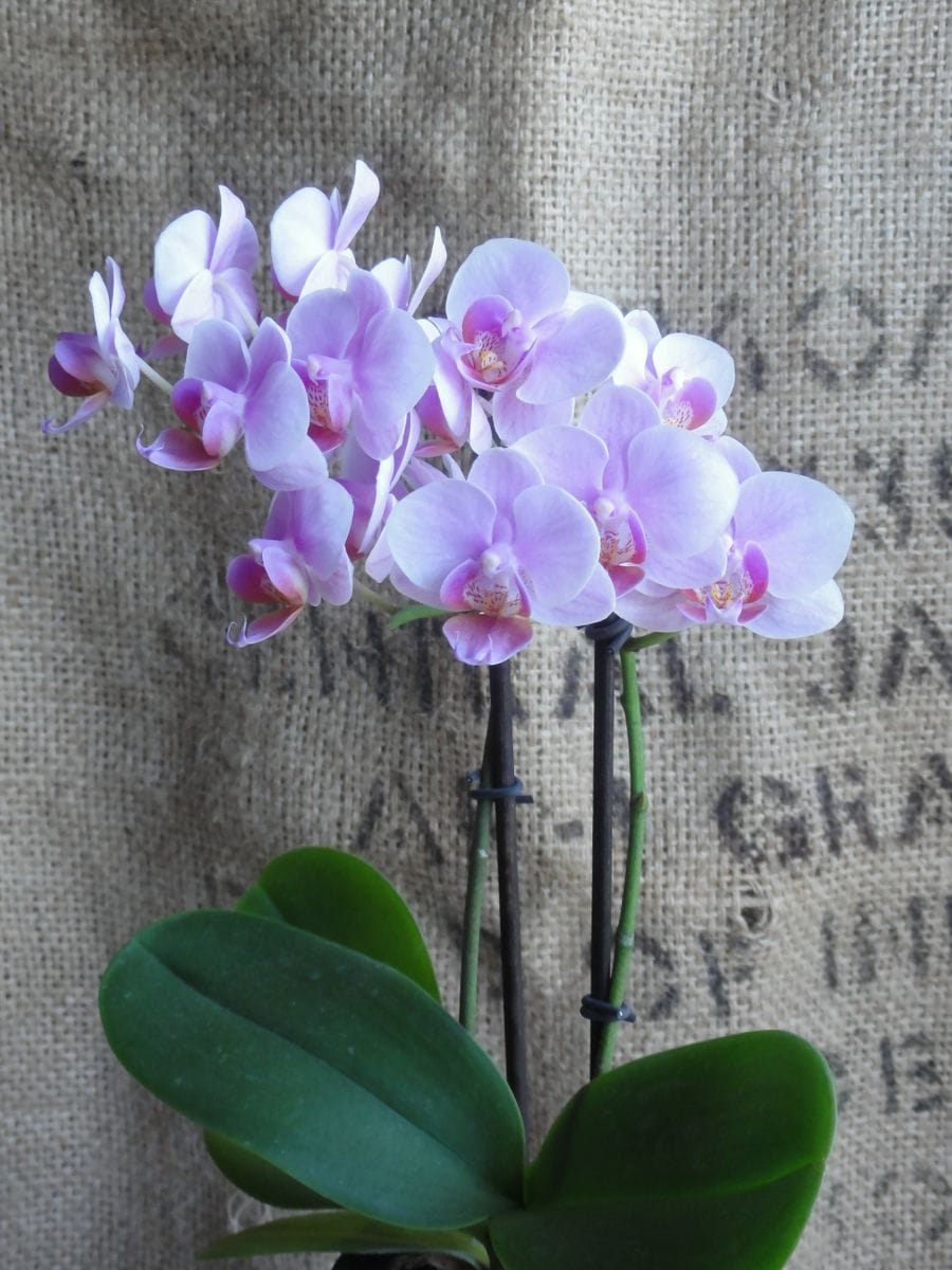 Phal.Cocoro ミディ胡蝶蘭