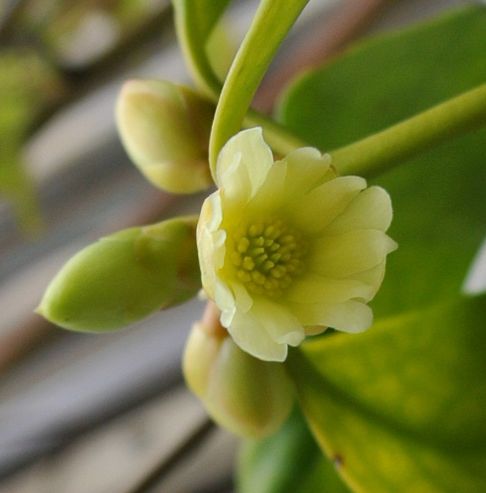 Illicium anisatum