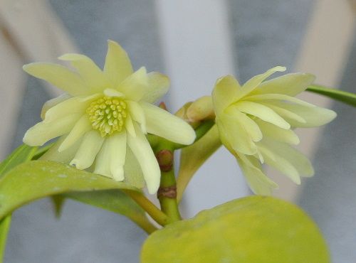 Illicium anisatum